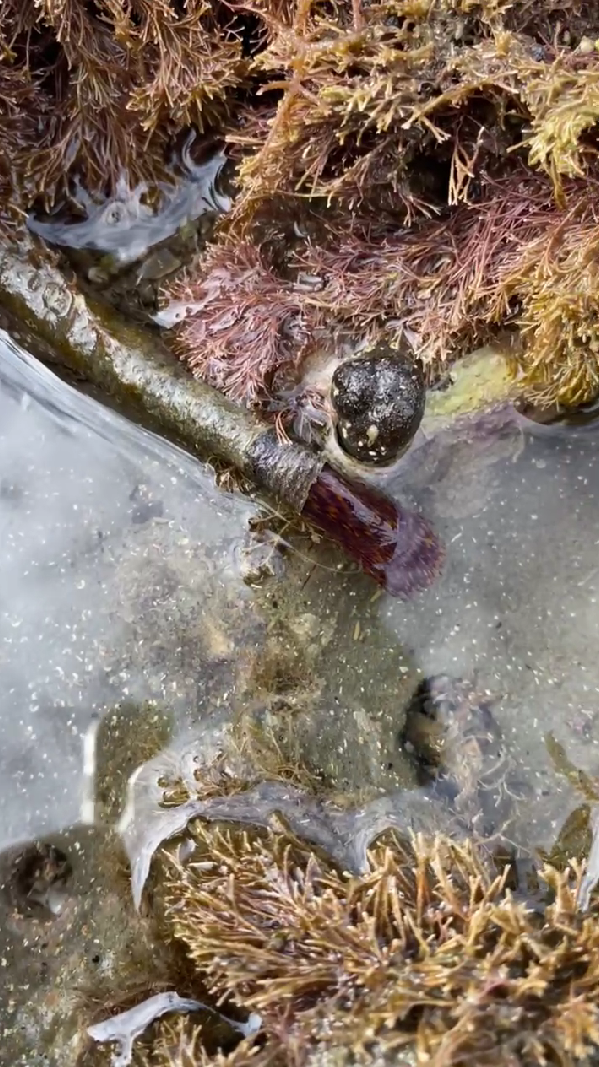 Invasive Fanworm