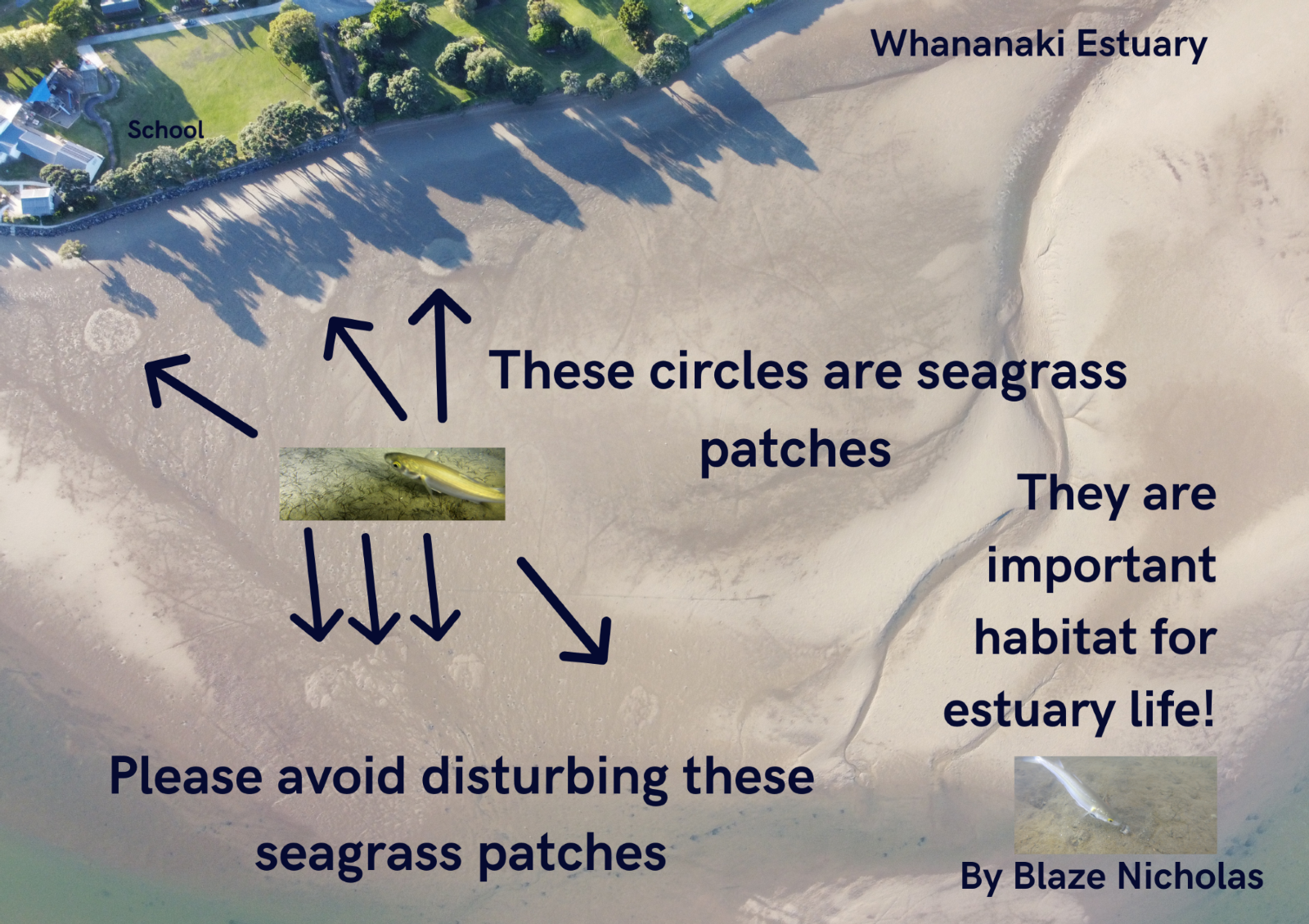 seagrass-poster-low-res