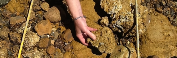 Secondary Schools NZ Seashore Survey