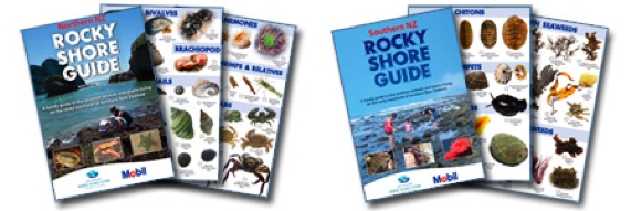 Seashore ID Guides and Activity Books