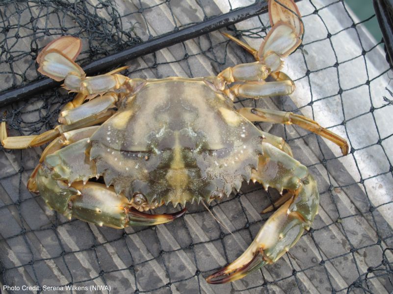 Asian Paddle Crab (Charybdis japonica)