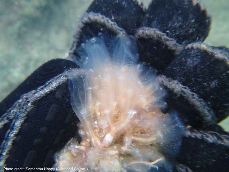 Sea Squirt (Clavelina oblonga)
