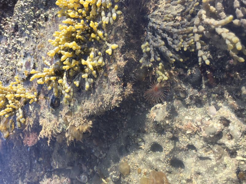 Mediterranean Fanworm (Sabella spallanzanii)