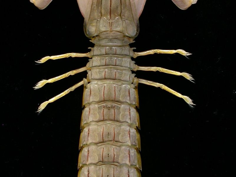 Japanese Mantis Shrimp (Oratosquilla oratoria)