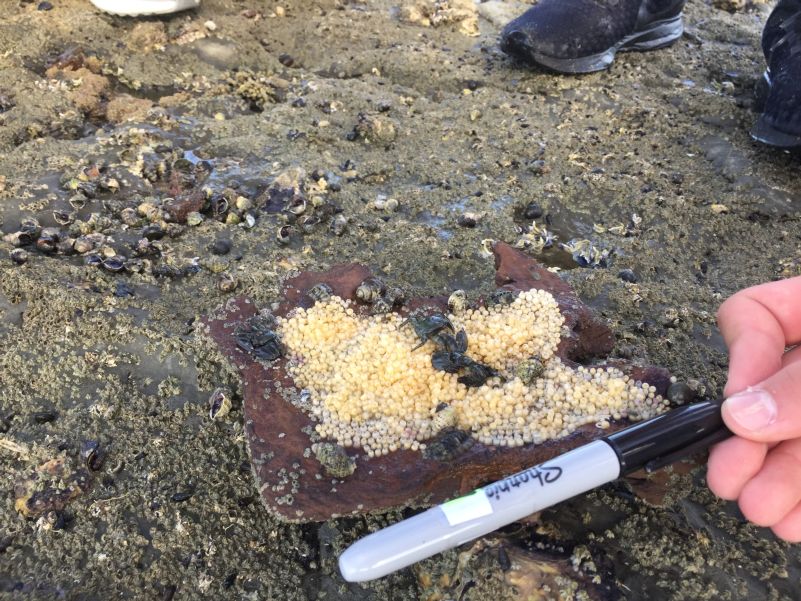 Oyster Borer (Haustrum scobina) Eggs