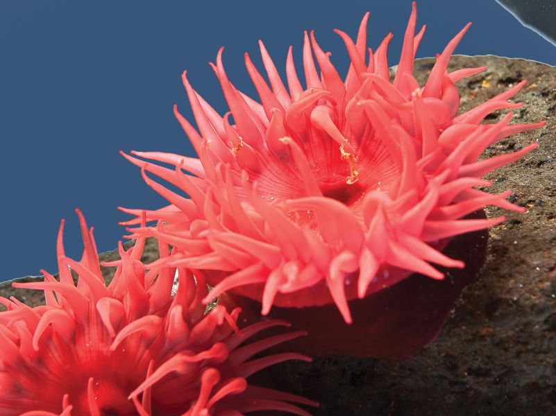 Red Anemone