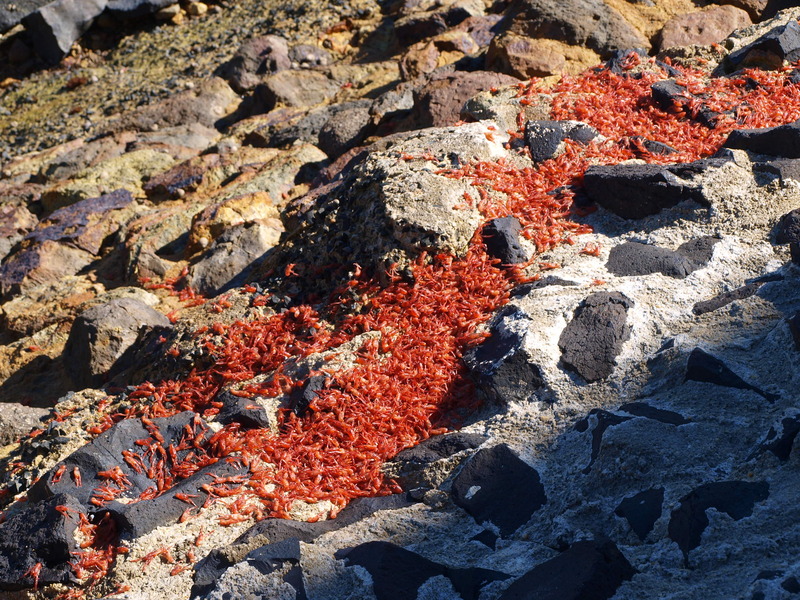 Krill stranded on shore