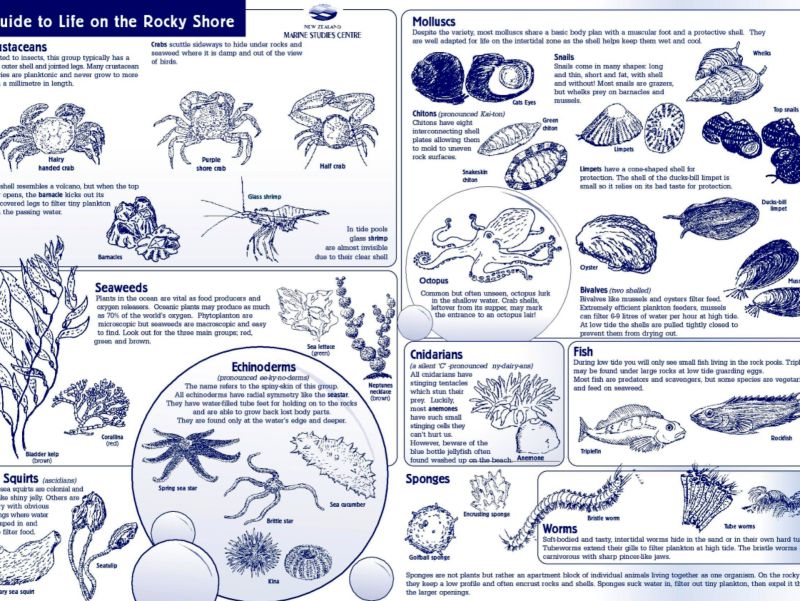 Guide to Life on the Rocky Shore Poster