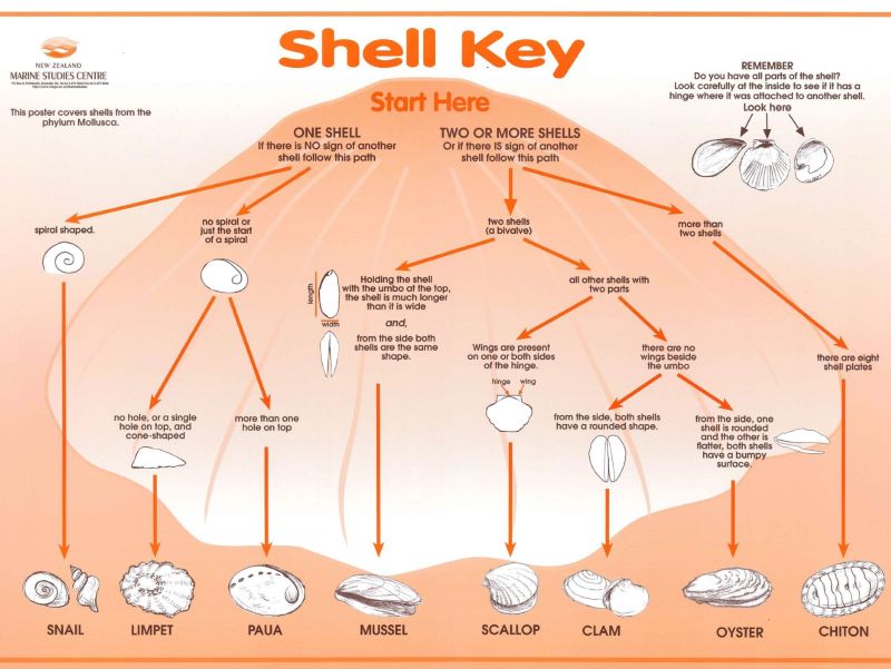 Shell Key