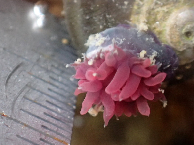 Small Anemone (2)