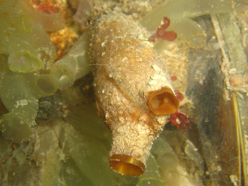 Clubbed Tunicate (Styela clava)